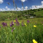 Wildflower meadow