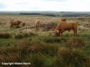 Cows on moorland