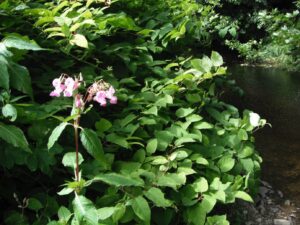 Himalayan balsam