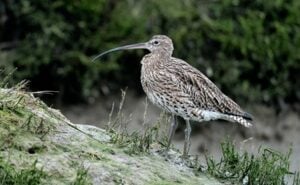 Curlew