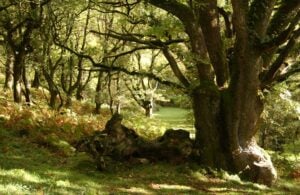 Ancient oak tree