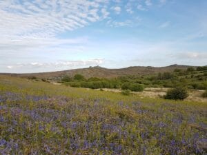 bluebells and rolling hills