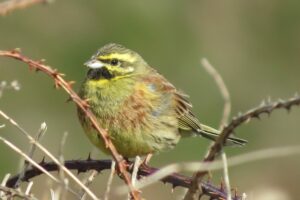 cirl bunting