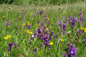 wildflower verge