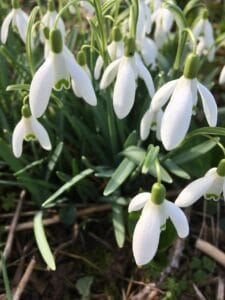 Snowdrops