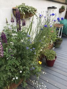 Garden tubs full of flowers