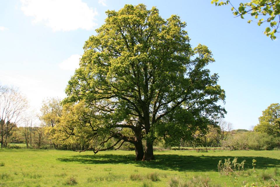 What trees can you spot in Devon?