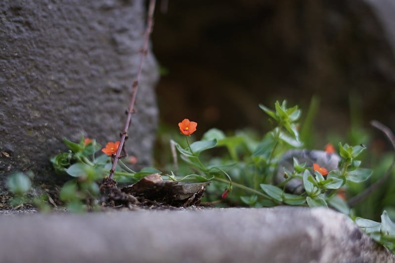 What wild flowers can you spot in Devon?