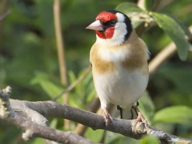 Goldfinch on a branch