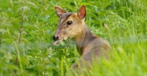 muntjac deer in long grass