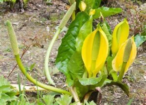 american skunk-cabbage