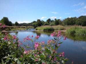 himalayan balsam