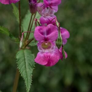 himalayam balsam