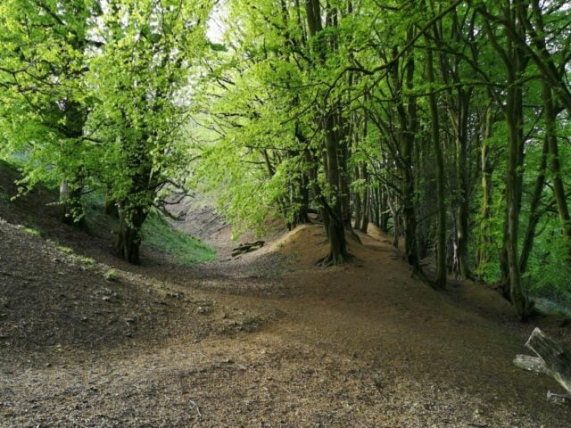 Trees on iron age earthwords