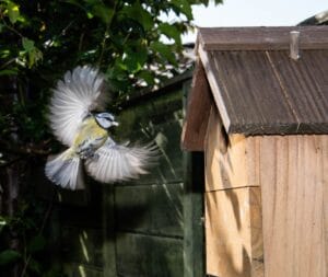 Blue tit flying into bird box