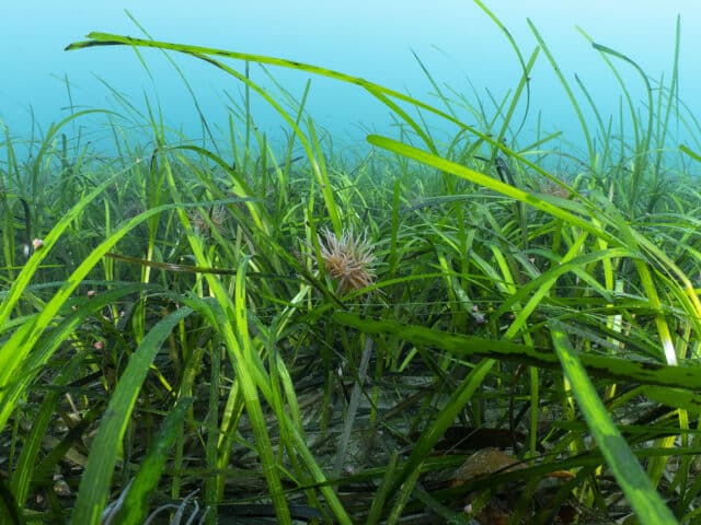 seagrass