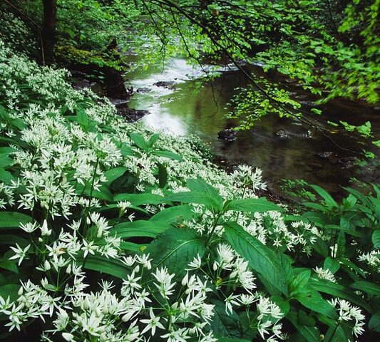 Wild Garlic bordering a river lined with native trees