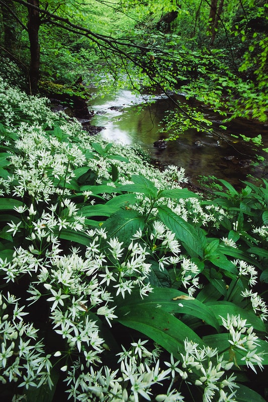 An image of wild garlic growing on the banks of a stream running through a woodland. Photo credit: Woodland Trust