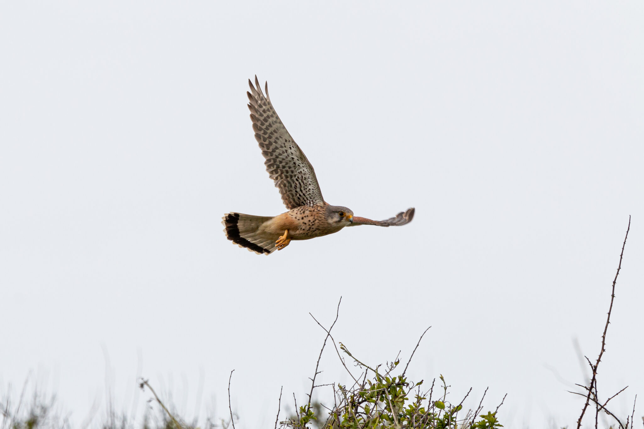 What birds can you spot in Devon?