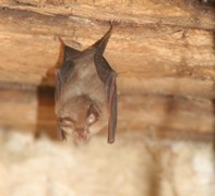 What bats can you spot in Devon?