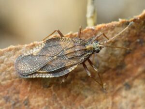 Apple Lace BugBoris Loboda 