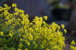 Lundy CabbageNatural England