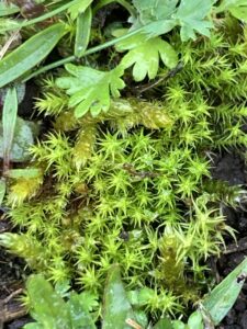 Rabbit-moss (Cheilothela chloropus), The Species Recovery Trust.