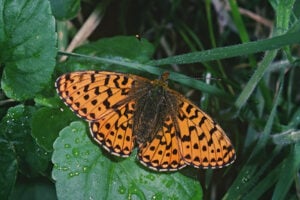 Pearl-bordered fritillary Natural England