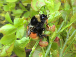 Bombus monticolaJohn Walters