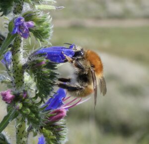 Brown-banded carder bee Jamie Buxton-Gould, Bumblebee Conservation Trust 