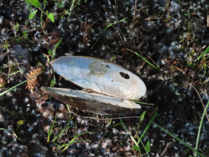 Freshwater mussel John Walters