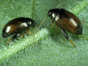 Lundy cabbage flea beetleRoger Key