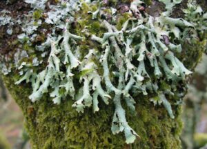 Foliose lichen Barbara Benfield