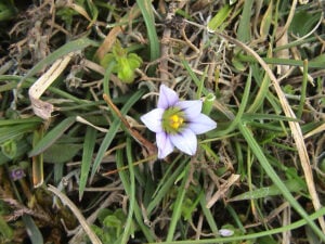 Sand crocus John Walters