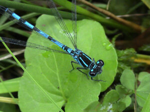 Southern DamselflyJohn Walters