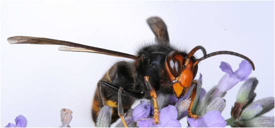 The invasive species, Asian Hornet sat atop a purple flower