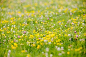 Wildflower meadow