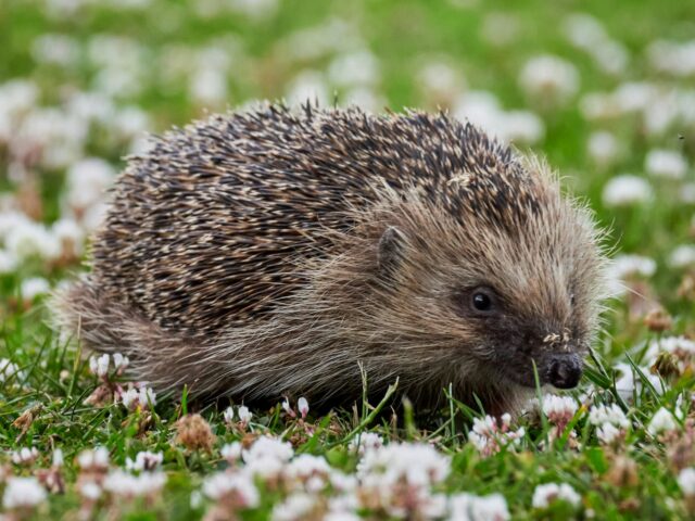 Hedgehog in a field