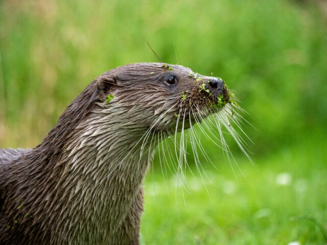 Otter