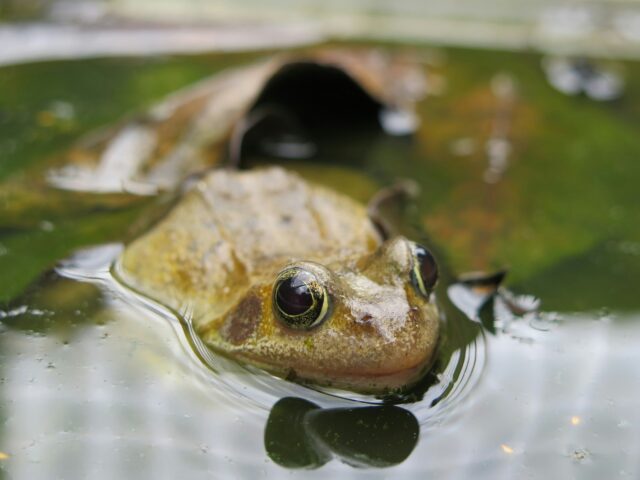 Frog in water