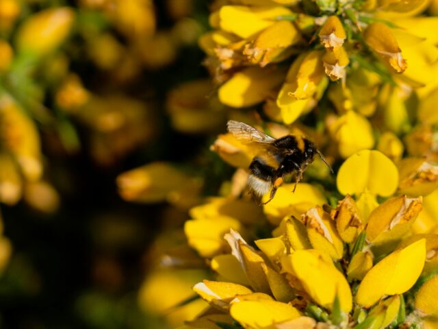 Bumblebee and gorse