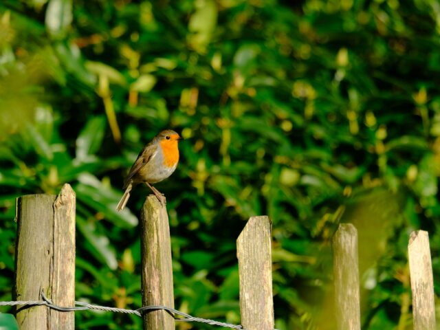 Robin on a fence