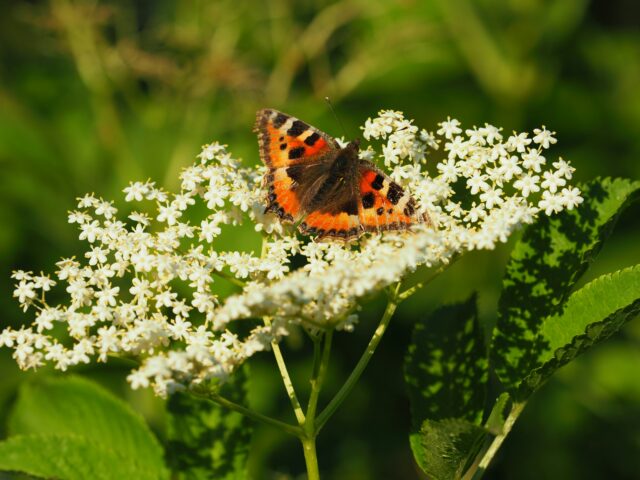 Tortoiseshell butterfly on elderflower blossoms
