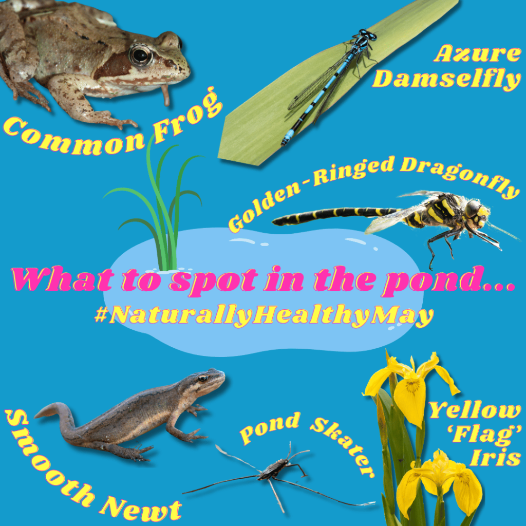 Square with images of wildlife you can spot in ponds in May 