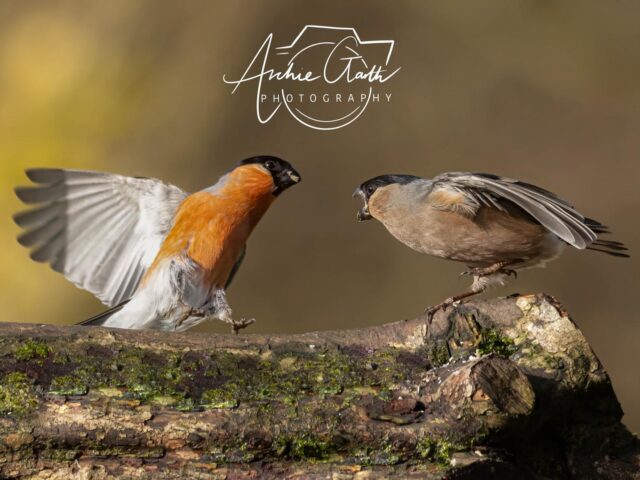 Photograph of two bullfinches taken by Archie Garth