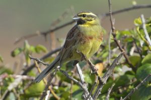A photo of a Cirl Bunting