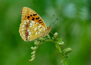 A photo of a high brown fritillary