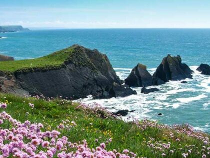 Sea thrift on top of cliffs looking out to sea