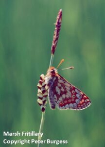 Marsh Fritillary by Peter Burgess