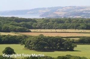 Wood, hedges and coast by Tony Martin